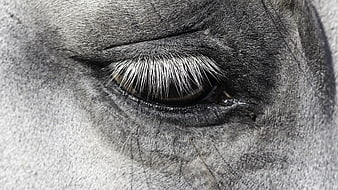 Close-up of a gray horse eye with long white eyelashes
