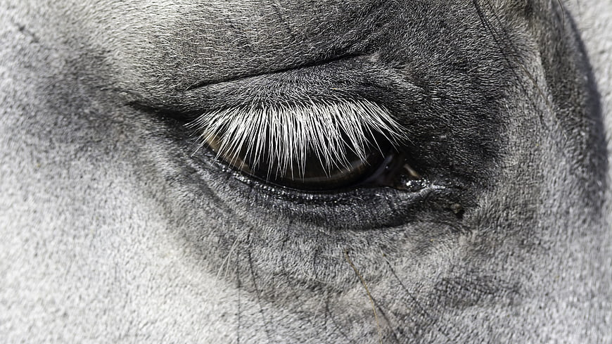 Close-up of a gray horse eye with long white eyelashes