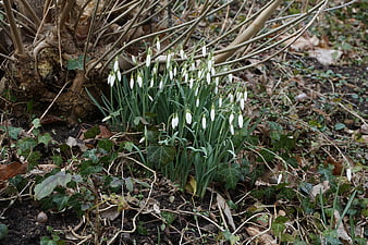 White snowdrops blooming in early spring garden soil