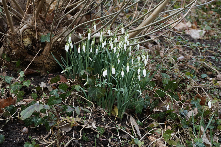 White snowdrops blooming in early spring garden soil