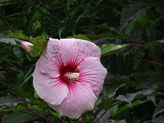 Pink Hibiscus Flower with Red Center and Green Leaves