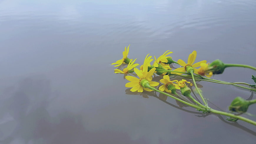 Yellow wildflowers floating on calm water surface