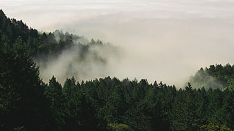 Misty pine forest landscape with fog rolling through mountains