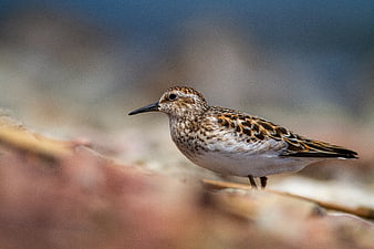 Close-up of a Sandpiper Bird on a Rocky Shore