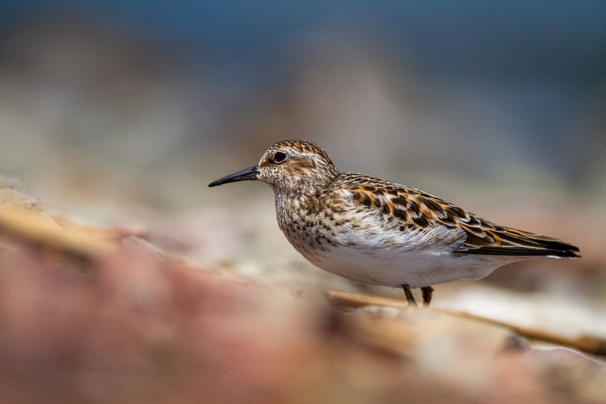 Close-up of a Sandpiper Bird on a Rocky Shore