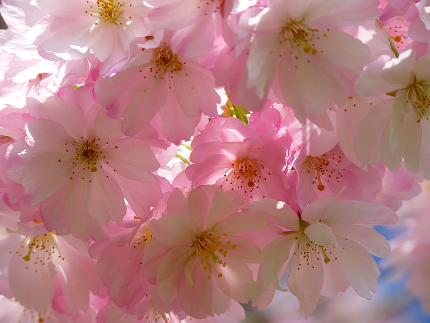 Close-up of pink Japanese cherry blossoms in full spring bloom