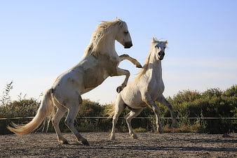 Two white horses rearing up in a sandy paddock