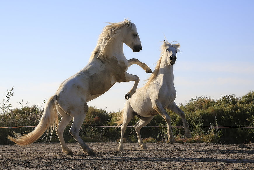 Two white horses rearing up in a sandy paddock