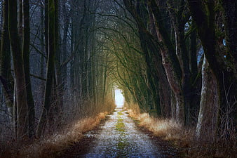 Mystical Forest Path with Light at the End