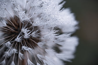 Macro Close-Up of Frosty Dandelion Seed Head with Ice Crystals