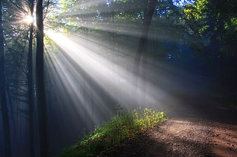 Mystical Sunbeams Streaming Through Misty Forest Path