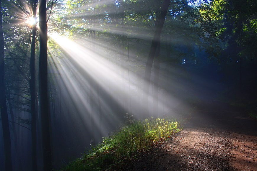 Mystical Sunbeams Streaming Through Misty Forest Path