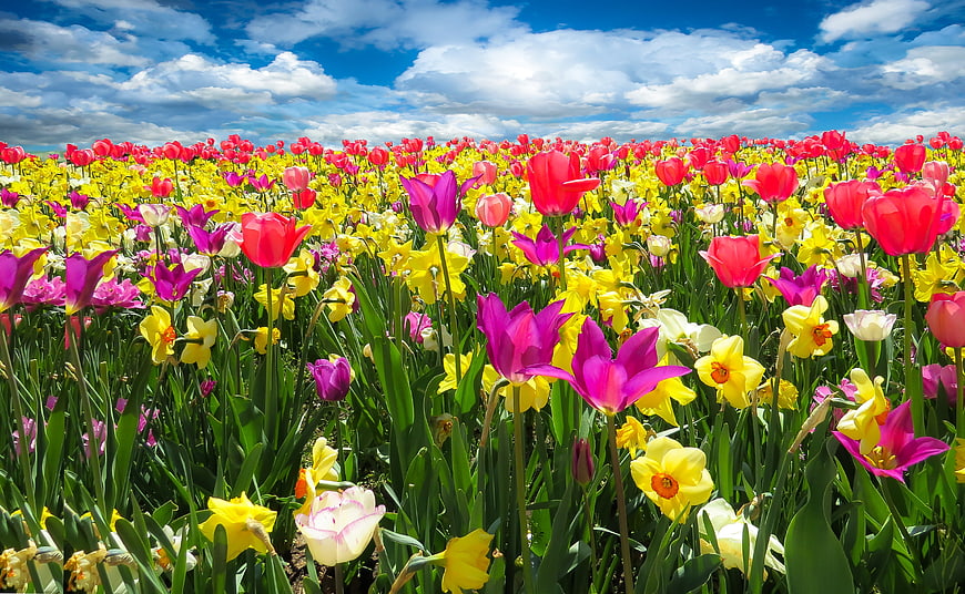 Vibrant Field of Tulips and Daffodils Under Blue Sky
