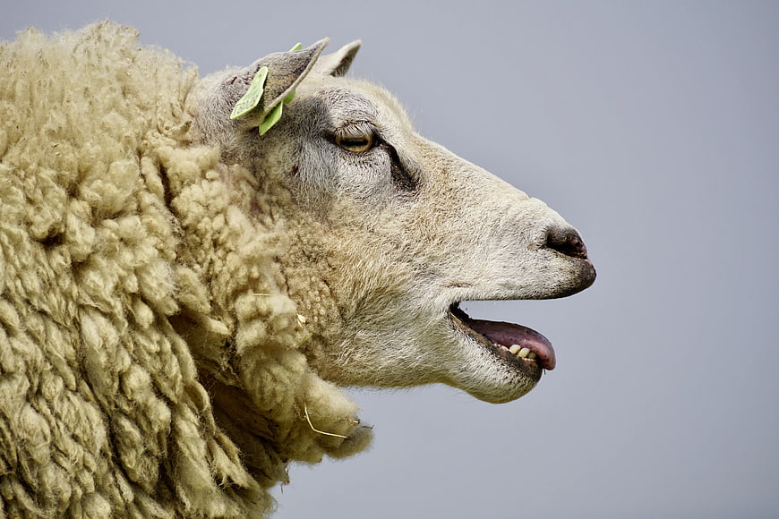 Close-up of a sheep with open mouth and ear tag