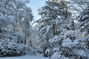 Snow-covered trees and bushes in a winter forest landscape
