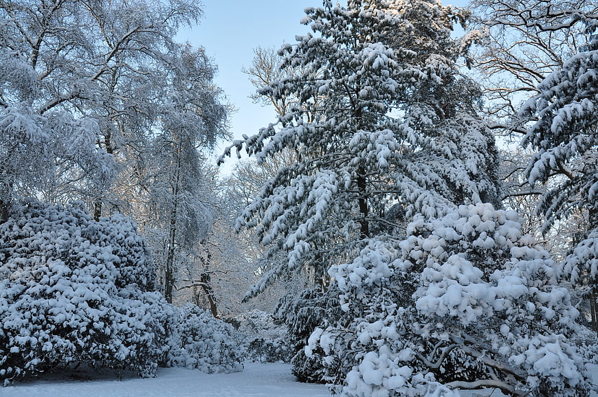 Snow-covered trees and bushes in a winter forest landscape