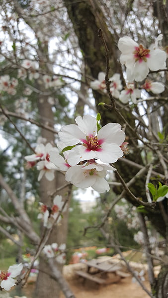 Close-up of white almond blossoms with pink centers on a tree branch