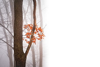 Misty Autumn Forest with Orange Leaves and Copy Space