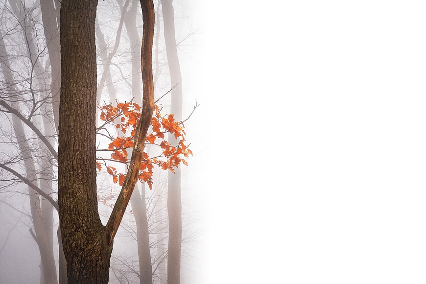 Misty Autumn Forest with Orange Leaves and Copy Space