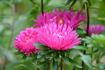 Vibrant Pink Chrysanthemum Flowers in a Garden