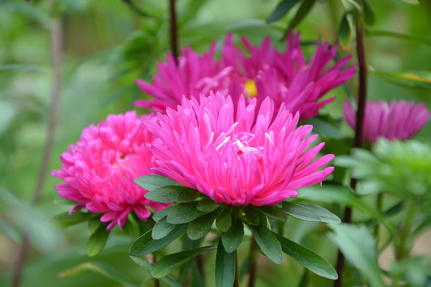 Vibrant Pink Chrysanthemum Flowers in a Garden
