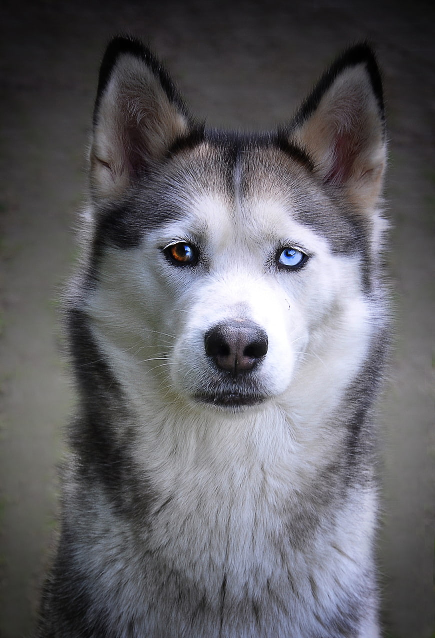 Close-up portrait of Siberian Husky with heterochromia eyes