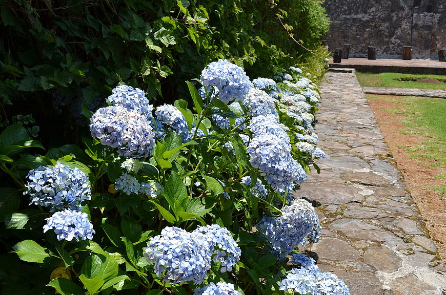Blue Hydrangeas Blooming Along a Stone Garden Path