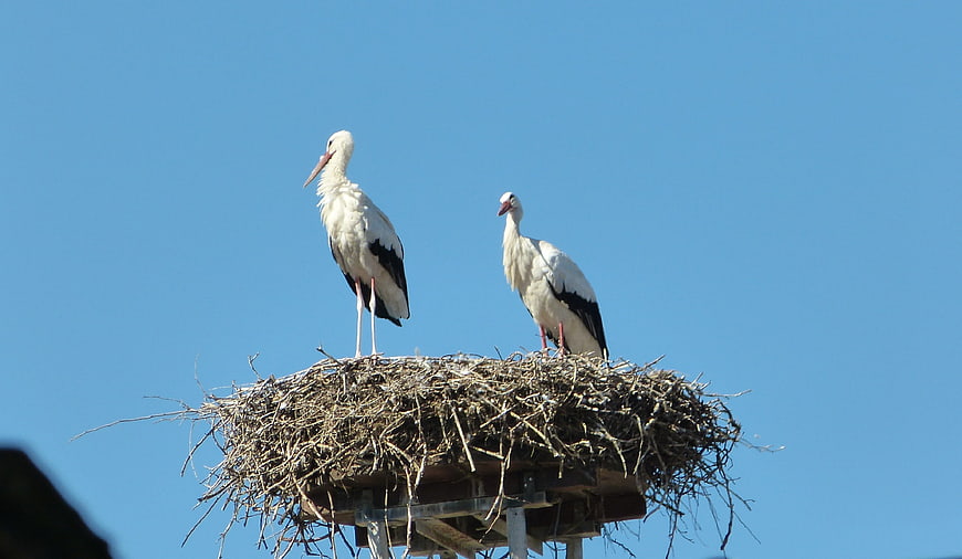 Two white storks standing in a large nest against blue sky