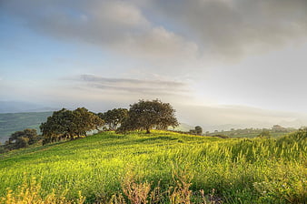 Lush Green Rolling Hills with Trees and Distant Mountains