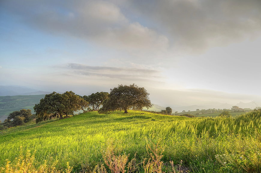 Lush Green Rolling Hills with Trees and Distant Mountains