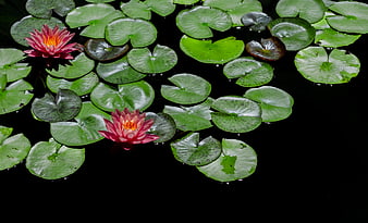 Pink Water Lilies on Dark Pond with Green Lily Pads