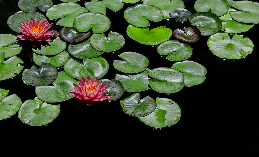 Pink Water Lilies on Dark Pond with Green Lily Pads