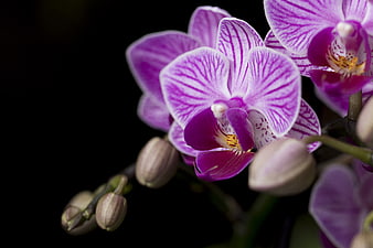 Close-up of vibrant purple orchid flowers on black background