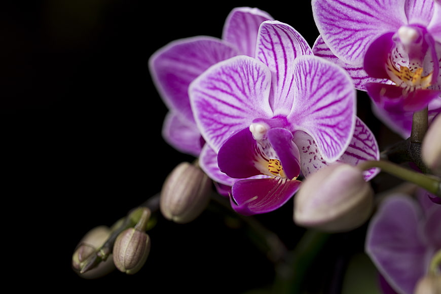 Close-up of vibrant purple orchid flowers on black background