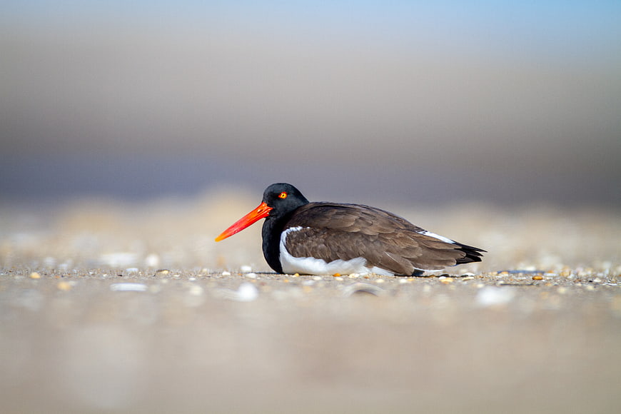 American Oystercatcher resting on sandy beach