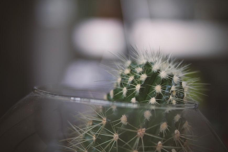 Close-up of small cactus in glass terrarium