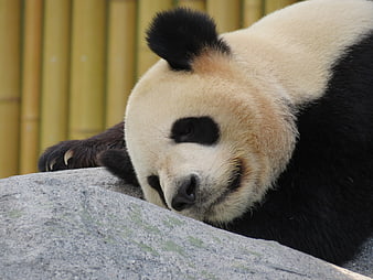 Sleeping Giant Panda Resting Head On Rock