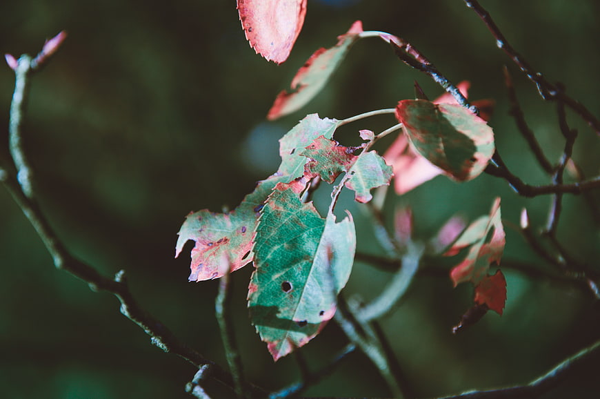 Close-up of autumn leaves with holes on a branch