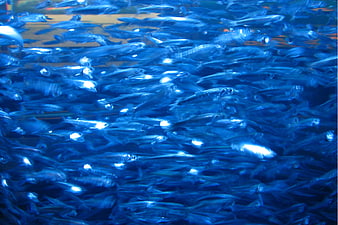 Dense school of small fish swimming in blue water
