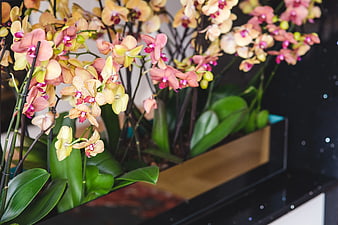 Elegant Pink and Yellow Orchids in Modern Planter