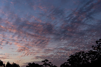 Pink and Blue Sunset Sky with Silhouetted Trees