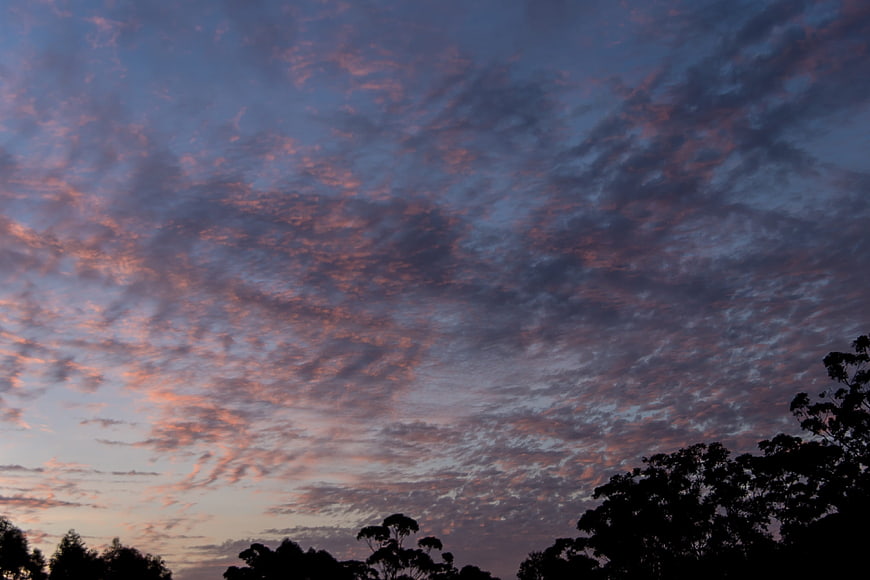 Pink and Blue Sunset Sky with Silhouetted Trees