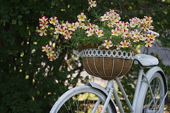 White Vintage Bicycle with Petunia Flower Basket