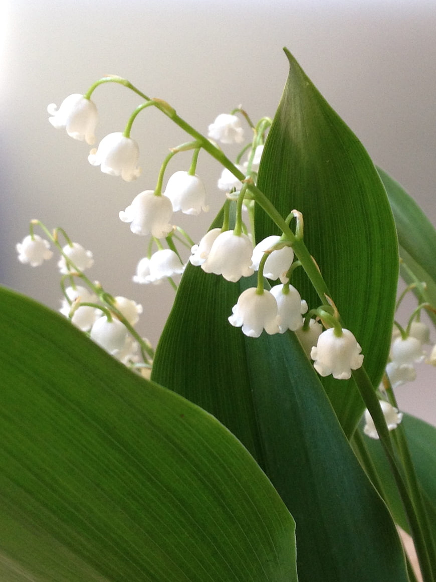 Close-up of white lily of the valley flowers and green leaves