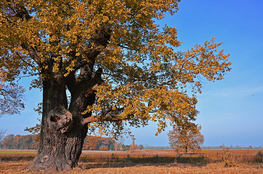 Majestic Old Oak Tree In Autumn Landscape