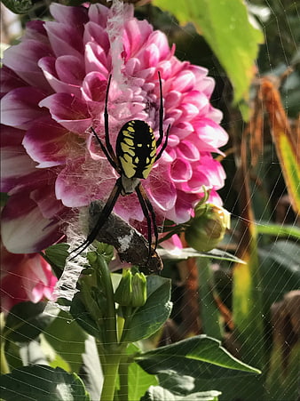 Yellow and black garden spider on pink dahlia flower