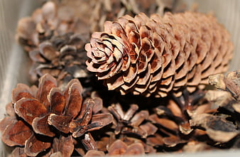 Close-up of dried pine cones in a wooden container