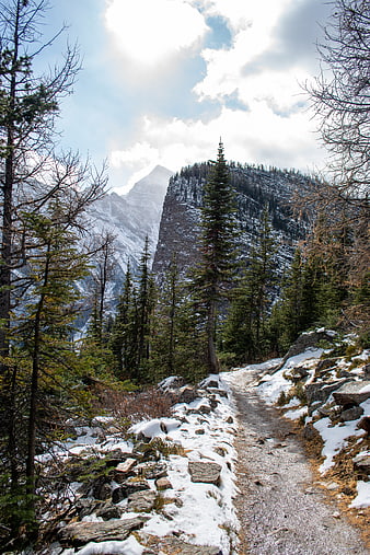 Snowy Mountain Trail Through Pine Forest