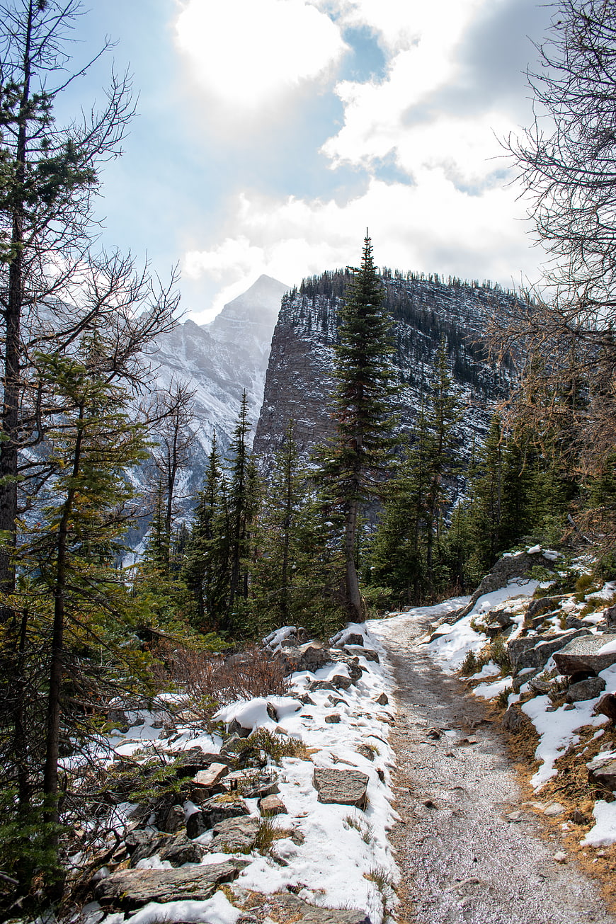 Snowy Mountain Trail Through Pine Forest