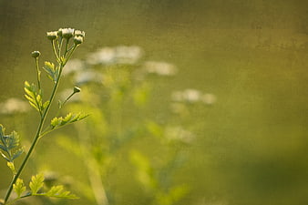 Vintage textured background with delicate white wildflowers and green foliage